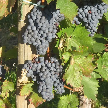 Gaestehaus Ute Mueller