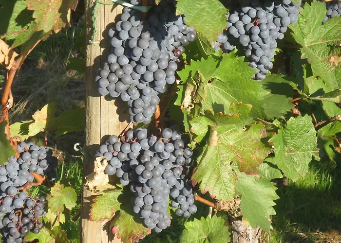 Gaestehaus Ute Mueller